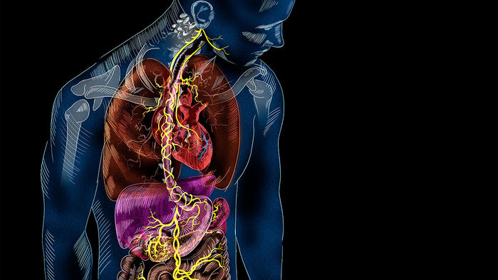 Cérebro e intestino: descubra a incrível conexão entre essas partes do corpo